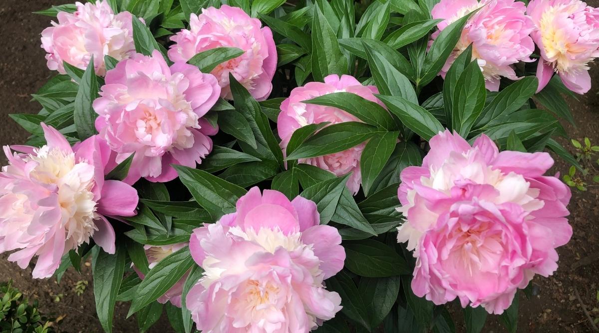 Peony flowers near me
