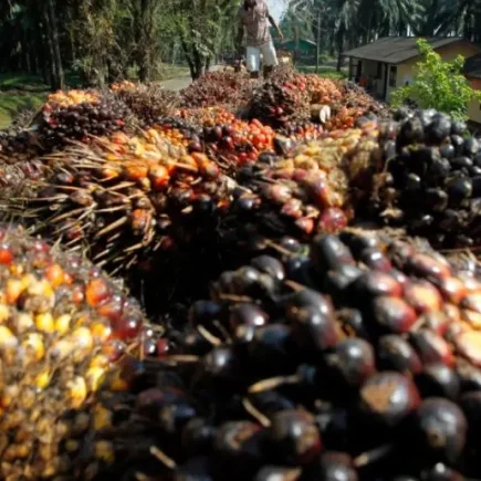 China Mau Investasi Teknologi Sawit Terkini Rp149 T di RI